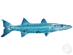 barracuda