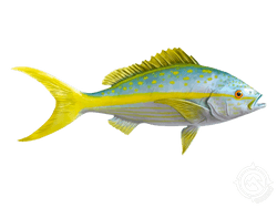 Yellowfin